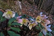 89 Spettacolo di ellebori in fiore